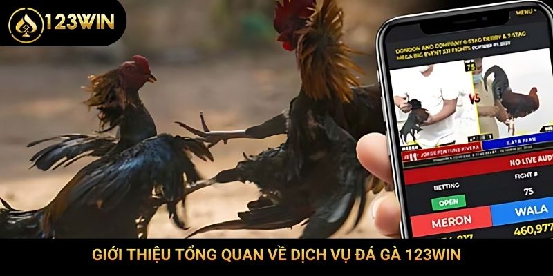Giới thiệu tổng quan về dịch vụ đá gà 123Win