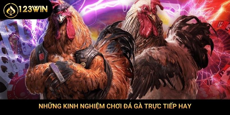 Những kinh nghiệm chơi đá gà trực tiếp hay